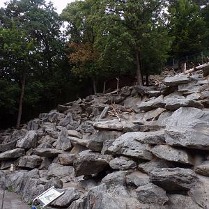 Alpine ibex enclosure 9.7.25