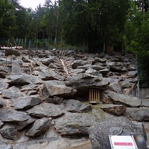 Alpine ibex enclosure 9.7.25