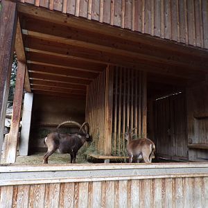 Alpine ibex sheltered area 9.7.25