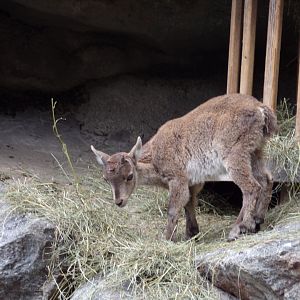 Alpine ibex youngster 9.7.25