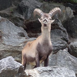 Alpine ibex male 9.7.25