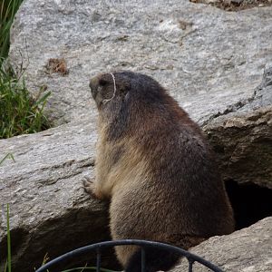 Alpine marmot 9.7.25
