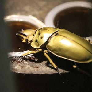 Möllenkamp’s golden stag beetle (Allotopus moellenkampi babai)