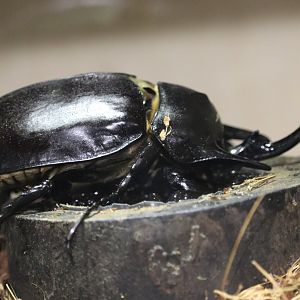 Actaeon Beetle (Megasoma actaeon)