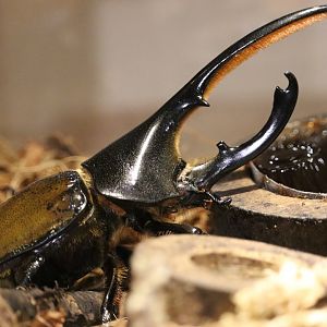 Andean Hercules Beetle (Dynastes lichyi)