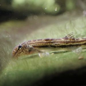 Chinese Spiny Loach (Cobitis sinensis)