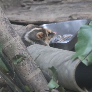 Taiwan Ferret-badger (Melogale subaurantiaca)