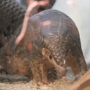 Chinese Pangolin
