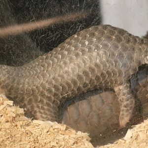 Chinese Pangolin baby in burrow