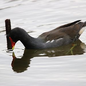 Eurasian Moorhen (Gallinula chloropus)