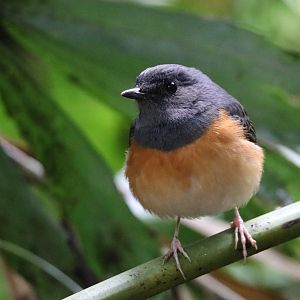 White-rumped Shama (Copsychus malabaricus)