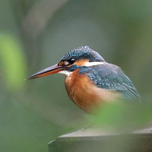 Common Kingfisher (Alcedo atthis)