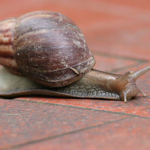 African Giant Snail (Lissachatina fulica)