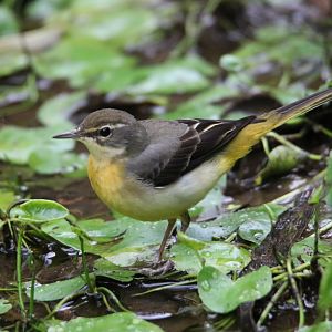Eastern Yellow Wagtail (Motacilla tschutschensis)