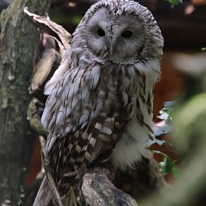 East European ural owl (Strix uralensis uralensis)