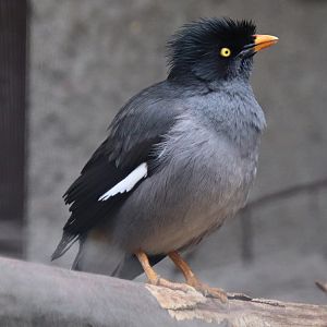 Jungle myna (Acridotheres fuscus)
