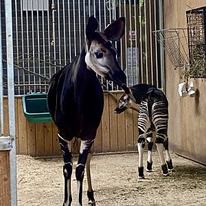 Okapi (Okapia johnstoni) mother and calf