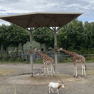 Shelter in African Savanna