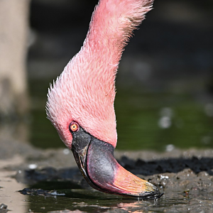 Lesser flamingo