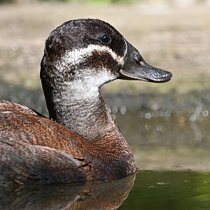 White-headed duck