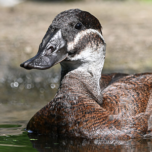 White-headed duck