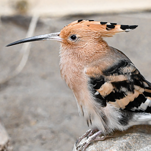 Eurasian hoopoe
