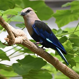 Blue-bellied roller