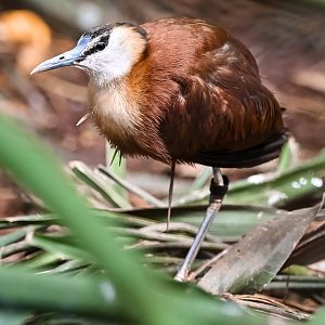 African jacana