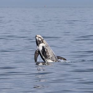 Risso's Dolphin