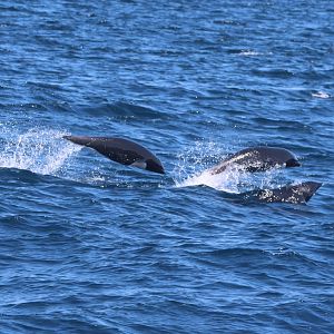Northern Right-Whale Dolphins