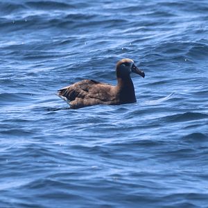 Black-Footed Albatross