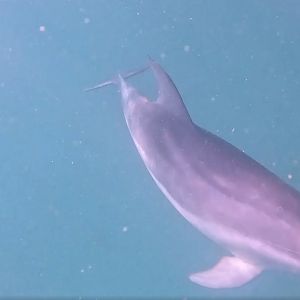 Burrunan Dolphin
