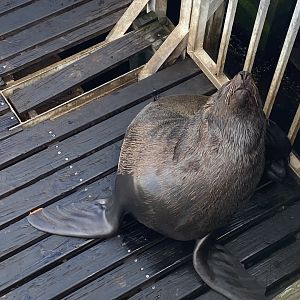 Cape fur seal