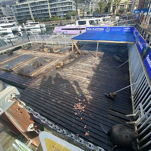 Pad for Cape fur seals