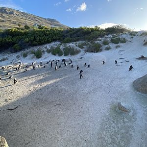 African penguin colony