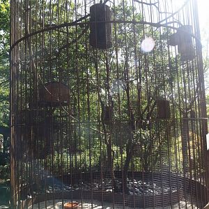 Red-billed Leiothrix aviary, 2024-09-17