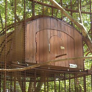 Red-billed Leiothrix aviary - Small box as only shelter, 2024-09-17