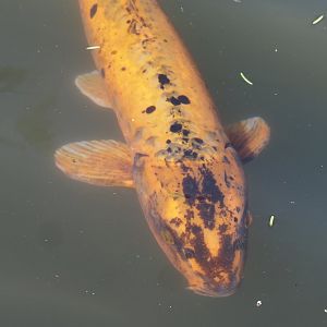 Koi (Cyprinus rubrofuscus), 2024-09-17