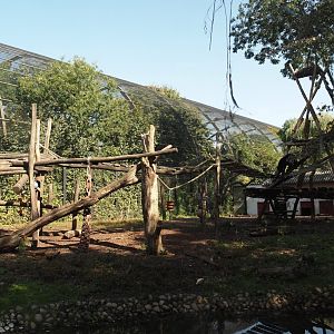 Asiatic black bear exhibit, 2024-09-17