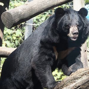 Asiatic black bear (Ursus thibetanus), 2024-09-17