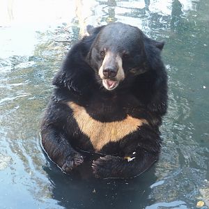 Asiatic black bear (Ursus thibetanus), 2024-09-17