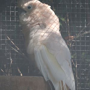 Moluccan cockatoo (Cacatua moluccensis), 2024-09-17
