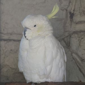 Eleonora sulphur-crested cockatoo (Cacatua galerita eleonora), 2024-09-17