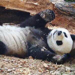Giant panda (Ailuropoda melanoleuca), 2024-09-17