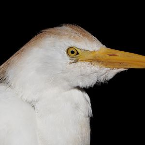 Western cattle egret (Bubulcus ibis), 2024-09-17