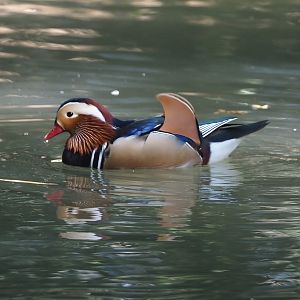 Mandarin duck (Aix galericulata), 2024-09-17