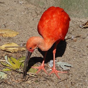 Scarlet ibis (Eudocimus ruber), 2024-09-17