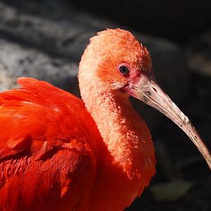 Scarlet ibis (Eudocimus ruber), 2024-09-17