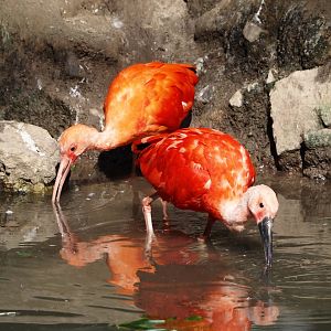 Scarlet ibises (Eudocimus ruber), 2024-09-17
