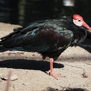 Southern bald ibis (Geronticus calvus), 2024-09-17